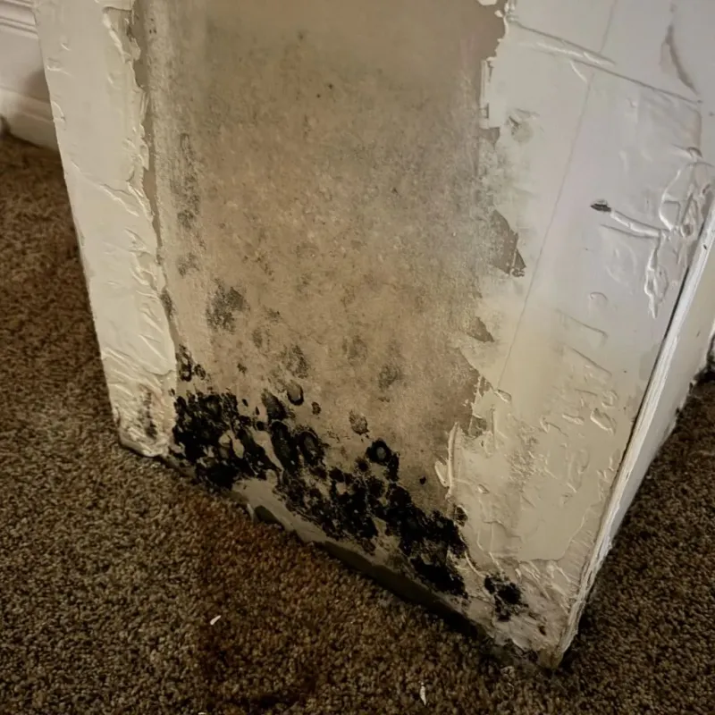 Professional Mold Removal in Denton, NC